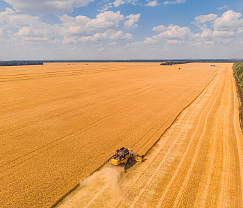 Own grain fields